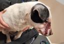 The terrier’s facial injuries after she was found in North Heath, Chieveley, on 26 March last year
