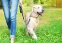 Dog owners are being urged to keep dogs on leads when walking in the countryside