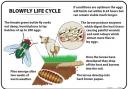 Life cycle of the blowfly. Image: Bimeda