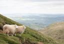 Gwaredu Scab is a new project to combat sheep scab in Wales.