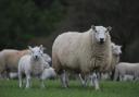 Farming Connect is looking for Welsh sheep flocks to support performance recording.