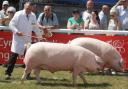 The Welsh pig breed is considered at risk.