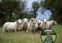Flocks are seeing the benefits of the Hill Ram Scheme. Image: Hybu Cig Cymru