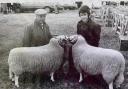 Howard Clwyd Hughes showing sheep assisted by Gerwyn Davies Llangernyw.
