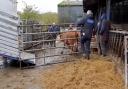 The cattle being recovered by police