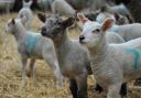 Around a third of Welsh sheep meat was exported to the EU in 2014..