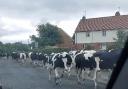 A herd of cows have been found enjoying their bank holiday in Rhostyllen