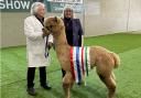 The 2023 Welsh Alpaca Show’s Supreme Champion Huacaya with its owner and judge Barbara Hetherington.