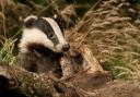 Cull claims just don't stand up, says letter writer Michael Sharratt.
