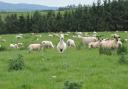 Upland sheep farming will come under pressure from alternative land uses. Picture: Debbie James