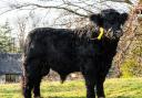 Highest priced bull Dyfnant Adda 18th. Image: Welsh Black Cattle Society