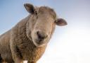 Library picture of a sheep