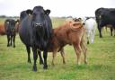Wales has committed to strengthening cattle control measures. PICTURE: Debbie James. (18423896)