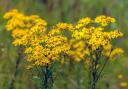 Ragwort is persistent and highly toxic
