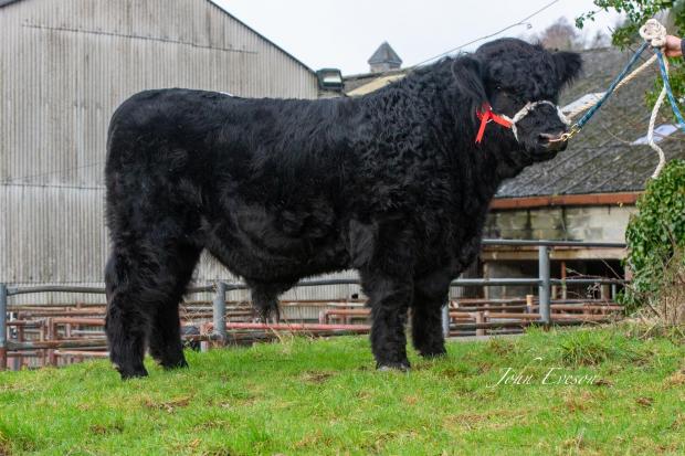 The champion bull and top price of 15,500 gns, Caerynwch Ebrillwr 16th Picture: John Eveson
