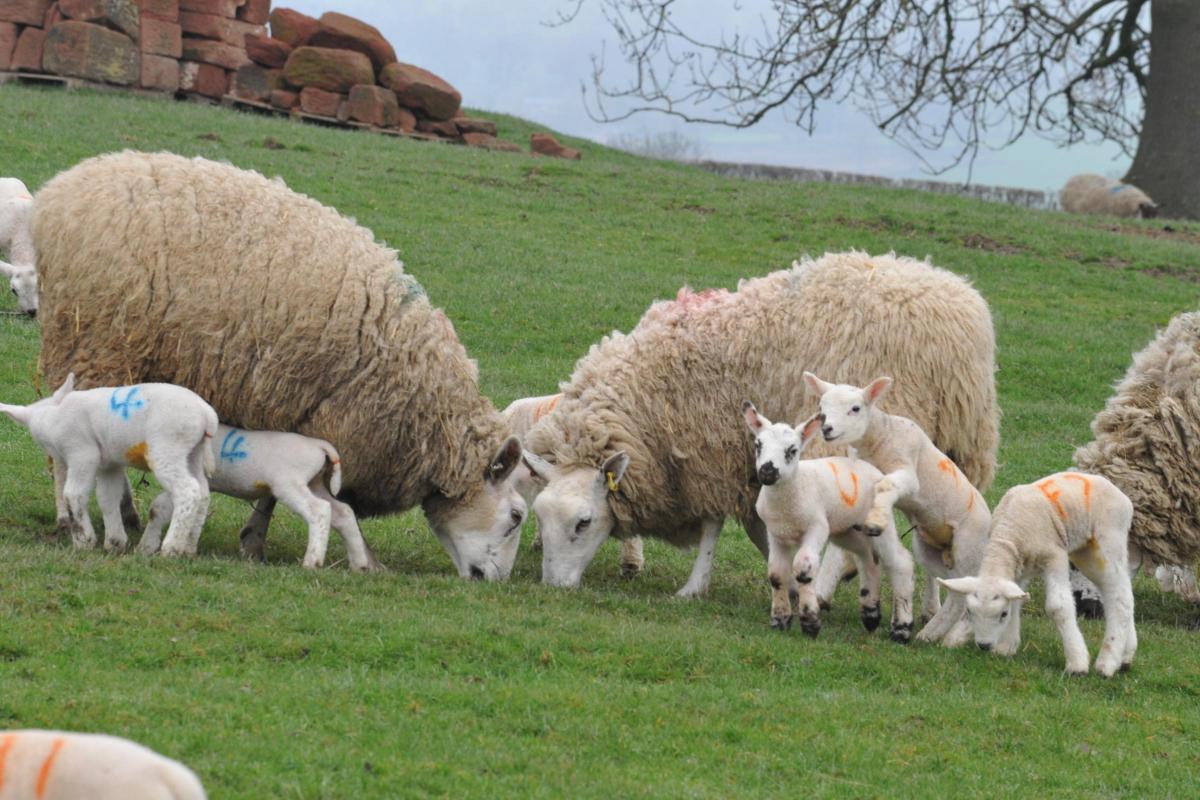 Welsh lamb hold key to exports drive. Picture: Debbie James