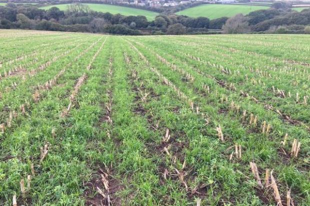 Undersown maize can help prevent soil erosion, improve soil structure and provide some winter grazing.