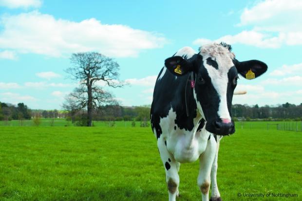 University scientists are looking for beef and dairy farmers to help with a research project.