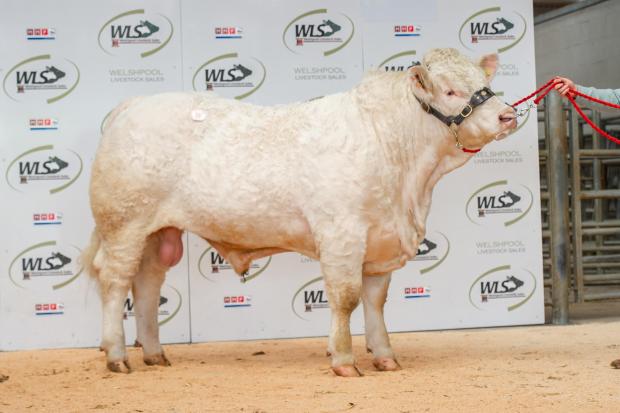 Teme Skyfall topped the sale at 9,000gns.