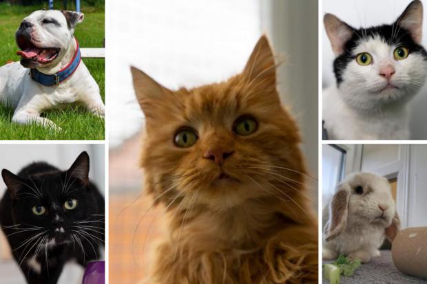 These 5 animals with RSPCA in Worcestershire are looking for new homes (RSPCA/Canva)