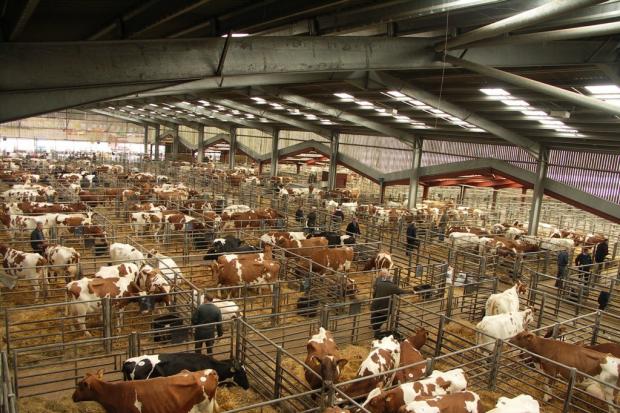 Strong livestock prices at market continue to offer some respite for farmers.