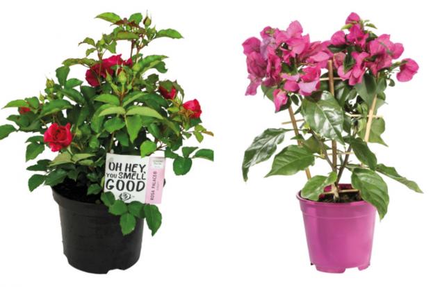 Wales Farmer: (left) Garden Rose and (right) Bougainvillea (Lidl/Canva)