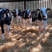 More than 80 per cent of Wales’ cattle herds have taken part in the voluntary scheme and have been screened for BVD.