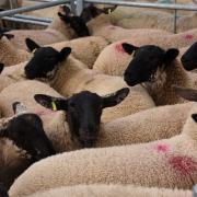Fewer cattle and sheep have meant rising prices at livestock marts