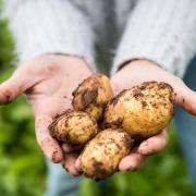 Pembrokeshire early potatoes are among Puffin produce's most iconic brands Picture: Ross Grieve