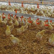 Poultry producers have won a legal challenge over avian flu compensation. Picture: Debbie James
