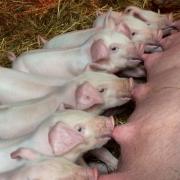 A major drive is being made to encourage pig production in Wales