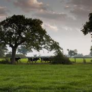 Grassland is Wales' biggest crop