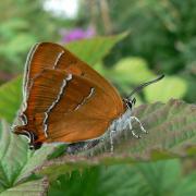 The rare brown hairstreak butterfly is under threat in south west Wales