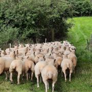 Three ewes have been killed in Powys.