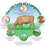 The lungworm life cycle