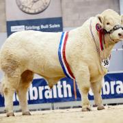 Balthayock Ranger sold for 28,000gns