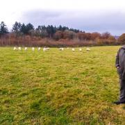 Ranger Rob Mackeen at the Field of Flowers