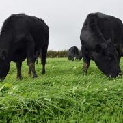 Cattle on a rotational grazing system in Wales