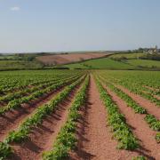 Only a small percentage of the crop is grown at West Orielton Picture: Debbie James