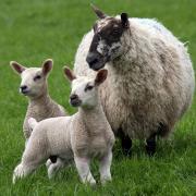 A major agricultural project is underway to deal with one of the diseases which can cause problems for lambs at this time of year.