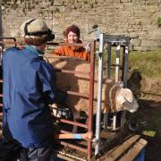 Bryony Gittins looks on as vet Vicky Fisher lung scans her ewes. Picture: Debbie James