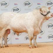 Teme Skyfall topped the sale at 9,000gns.