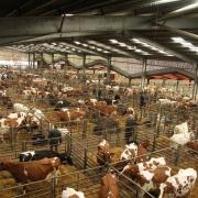 Strong livestock prices at market continue to offer some respite for farmers.