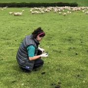 Bacterial sampling is being undertaken to assess the abundance and types of antimicrobial resistance in bacteria on Welsh dairy, beef and sheep farms.