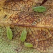 Potato aphid can hit strawberry crops too. Picture: Aston University