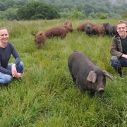 Kyle Holford and Lauren Smith say there are many benefits from raising pigs at grass. Picture: Debbie James