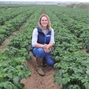 Mary Raymond with her family’s potato crop at Trenewydd. Picture: Debbie James