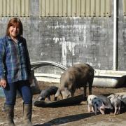 Ann Lewis with her pigs. Picture: Menter Moch