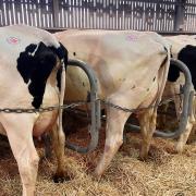 Dairy farmers could be under extra pressure with the fall in farmgate prices.