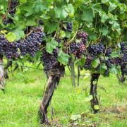 Oaklea Vineyard has 3,000 hand-olanted vines